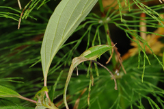 Coleophora cornella