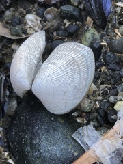 Ruditapes philippinarum