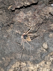 Phrynus longipes