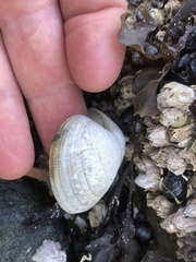 Ruditapes philippinarum