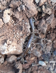 Akymnopellis