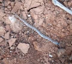 Akymnopellis