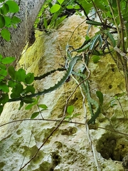 Selenicereus triangularis