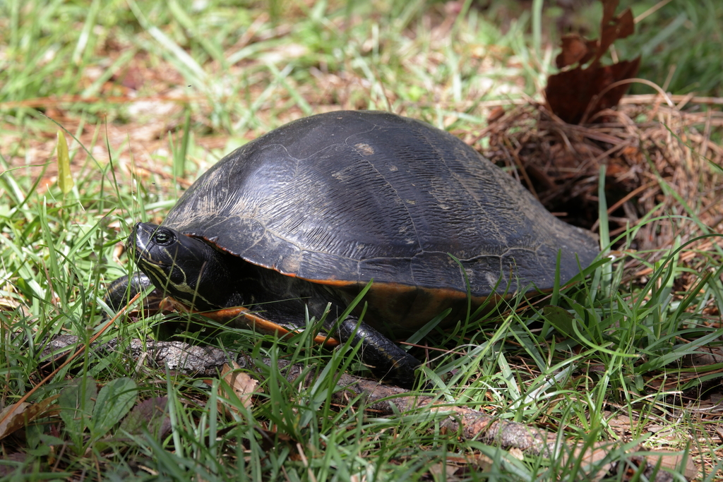 Alabama Red-bellied Cooter in July 2021 by Lauren McLaurin · iNaturalist