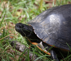 Pseudemys alabamensis