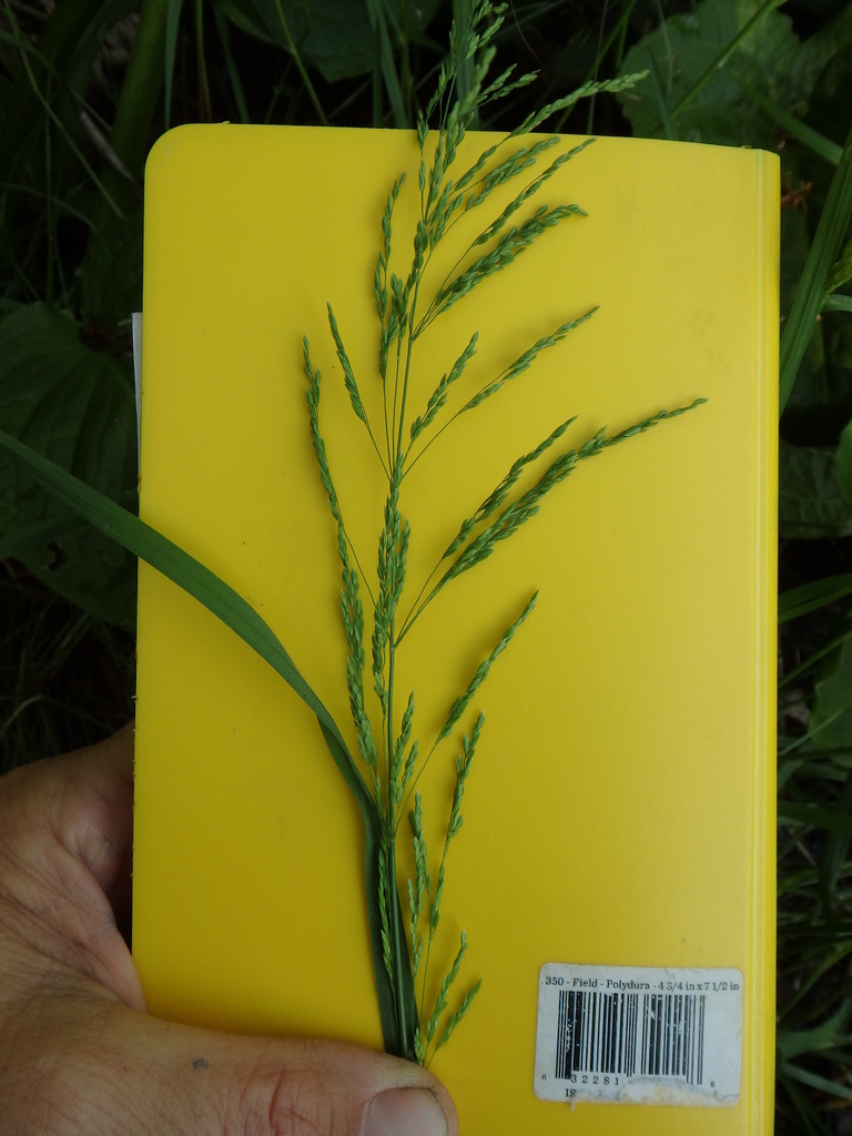 Poa trivialis trivialis from Washington County, PA, USA on May 19, 2016 ...