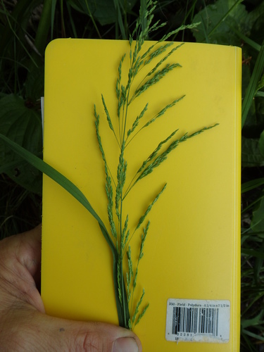 Poa trivialis ssp. trivialis