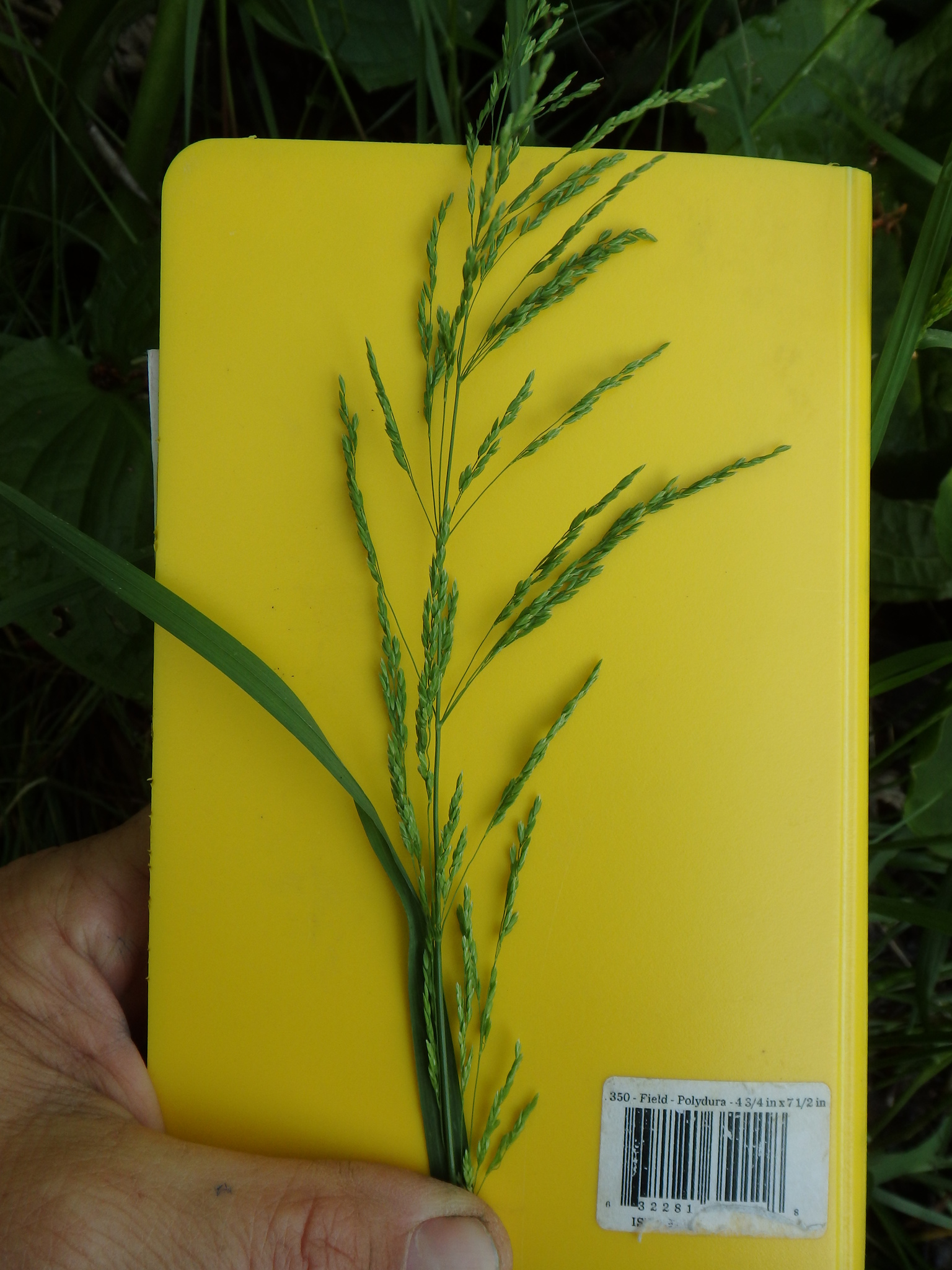 Poa trivialis ssp. trivialis