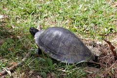 Pseudemys alabamensis