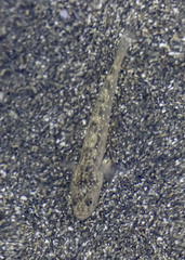 Eucyclogobius newberryi