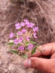 Abronia nealleyi