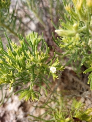 Nama carnosa