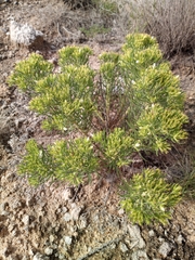 Nama carnosa