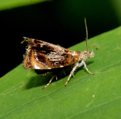 Prochoreutis inflatella