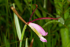 Cleistesiopsis