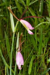 Cleistesiopsis