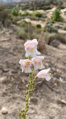 Penstemon palmeri