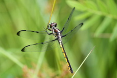 Libellula axilena
