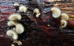 Hohenbuehelia grisea