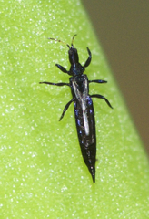Phlaeothripinae