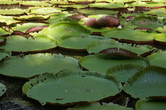 Victoria amazonica