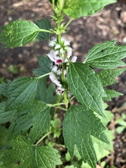 Leonurus cardiaca