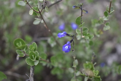 Salvia thymoides