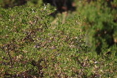 Arctostaphylos densiflora
