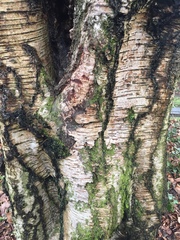Betula papyrifera