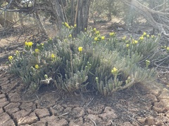 Cylindropuntia whipplei