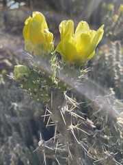Cylindropuntia whipplei