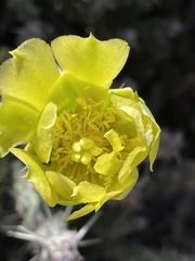 Cylindropuntia whipplei