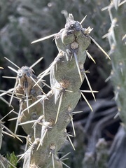 Cylindropuntia whipplei
