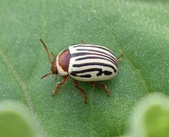 Zygogramma exclamationis