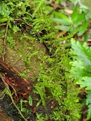 Neckeropsis disticha