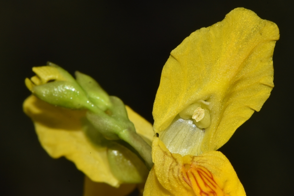 Utricularia macrorhiza Leconte ex Torr.
