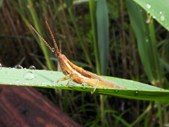 Leptysma marginicollis