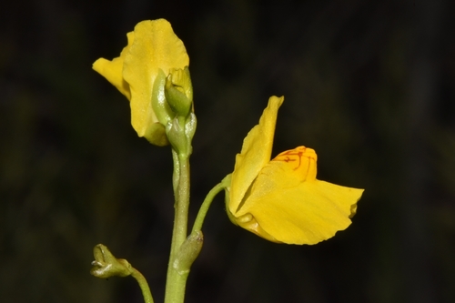 Common bladderwort