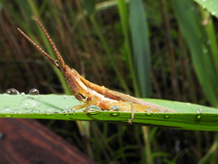Leptysma marginicollis