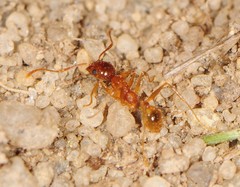 Pheidole fallax