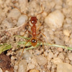 Pheidole fallax