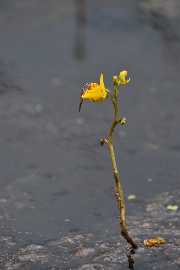 Utricularia macrorhiza Leconte ex Torr. 3