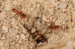 Pheidole fallax