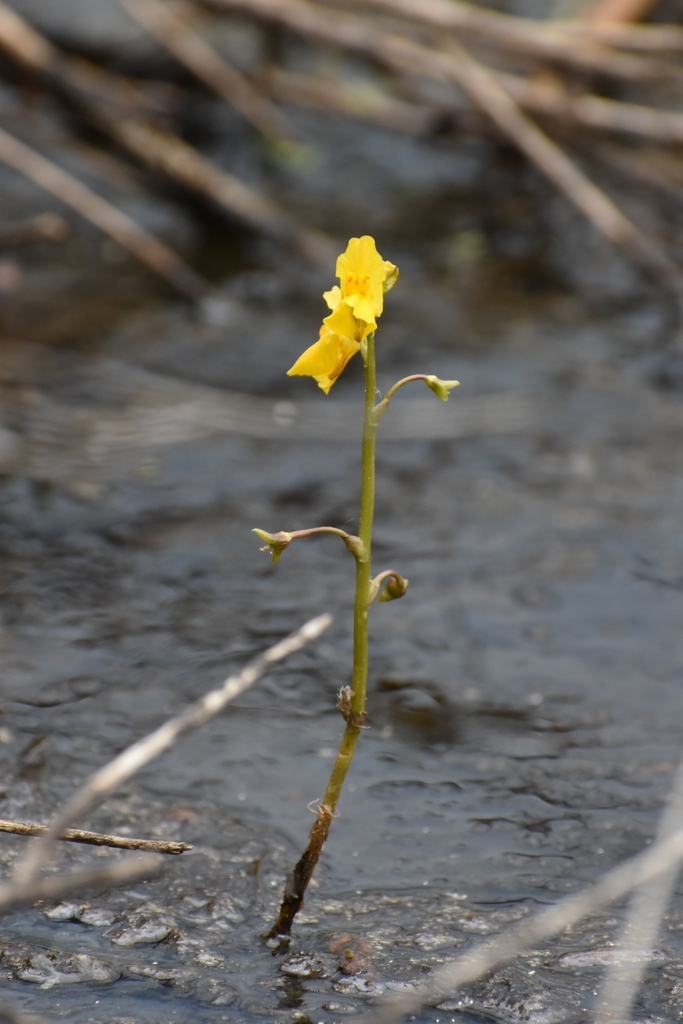 Utricularia macrorhiza Leconte ex Torr. 4
