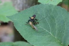 Laphria sericea