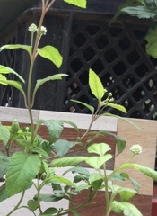 Stevia rebaudiana