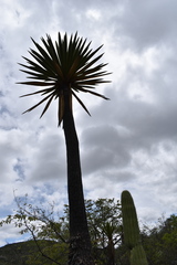Yucca mixtecana