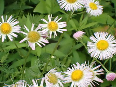 Erigeron philadelphicus philadelphicus