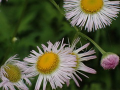 Erigeron philadelphicus philadelphicus