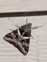 Melipotis perpendicularis